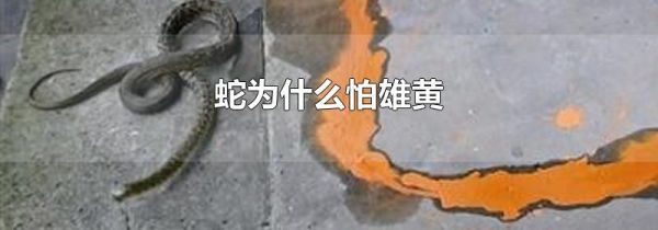 蛇为什么怕雄黄