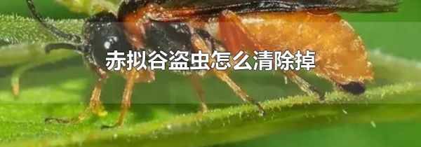 赤拟谷盗虫怎么清除掉