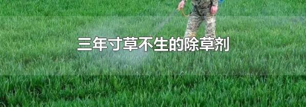 三年寸草不生的除草剂