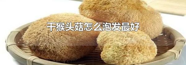 干猴头菇怎么泡发最好