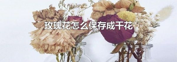 玫瑰花怎么保存成干花