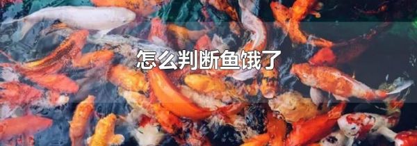 怎么判断鱼饿了