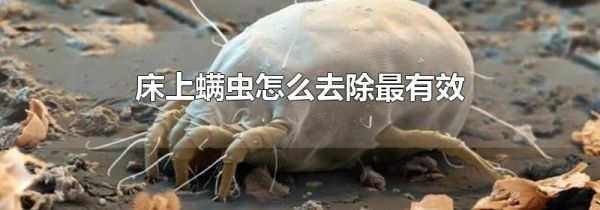 床上螨虫怎么去除最有效
