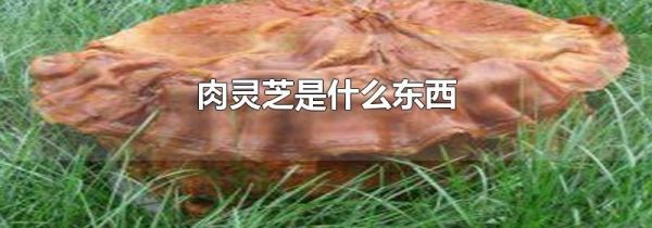 肉灵芝是什么东西