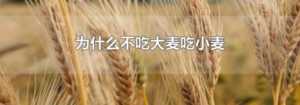 为什么不吃大麦吃小麦