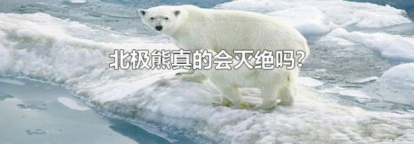 北极熊真的会灭绝吗?