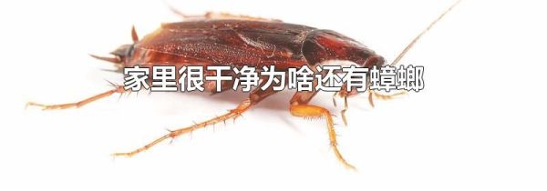 家里很干净为啥还有蟑螂