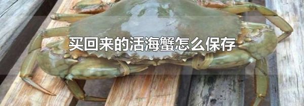 买回来的活海蟹怎么保存