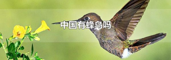 中国有蜂鸟吗