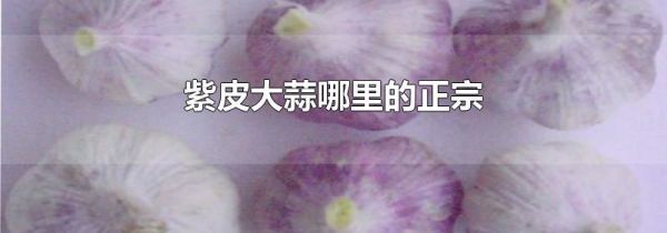 紫皮大蒜哪里的正宗
