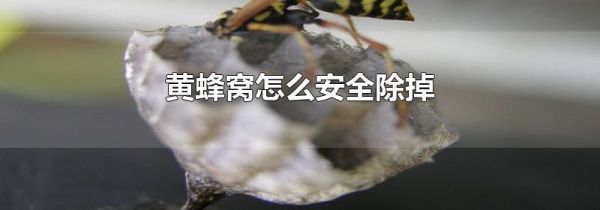 黄蜂窝怎么安全除掉