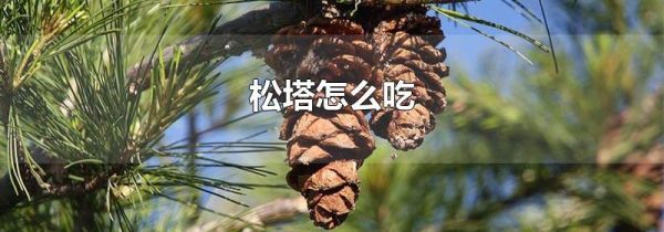 松塔怎么吃