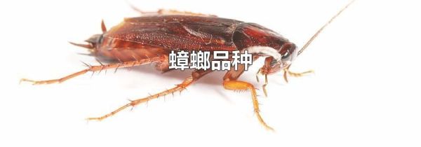 蟑螂品种