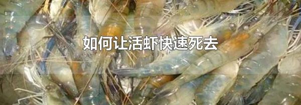 如何让活虾快速死去