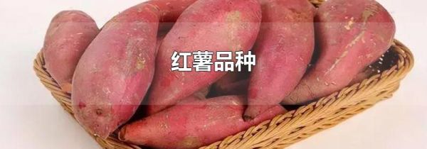 红薯品种