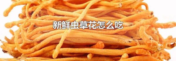 新鲜虫草花怎么吃