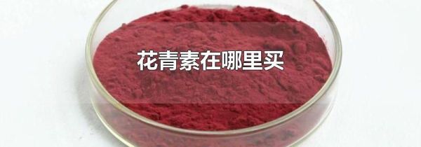 花青素在哪里买