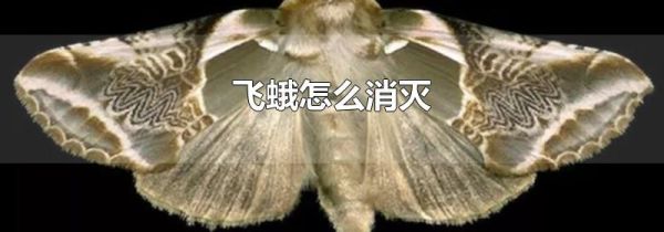 飞蛾怎么消灭