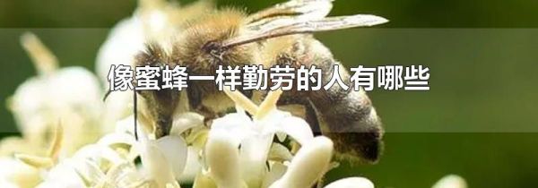 像蜜蜂一样勤劳的人有哪些