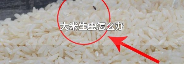 大米生虫怎么办