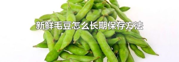 新鲜毛豆怎么长期保存方法