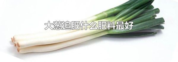 大葱追肥什么肥料最好