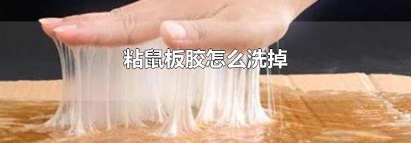 粘鼠板胶怎么洗掉