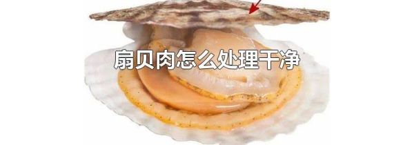 扇贝肉怎么处理干净