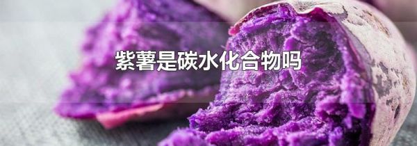 紫薯是碳水化合物吗