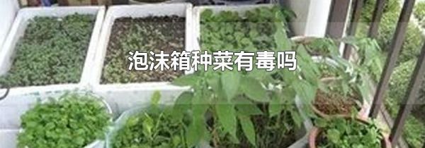 泡沫箱种菜有毒吗
