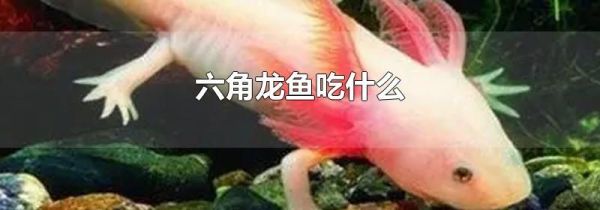 六角龙鱼吃什么