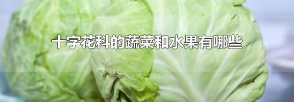 十字花科的蔬菜和水果有哪些