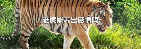 老虎能养出感情吗