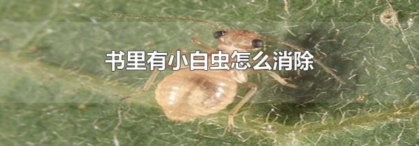 书里有小白虫怎么消除