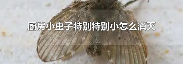厨房小虫子特别特别小怎么消灭