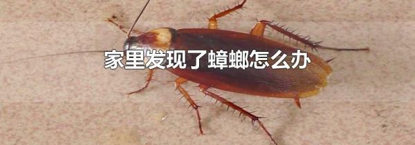 家里发现了蟑螂怎么办