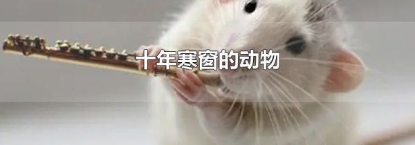 十年寒窗的动物