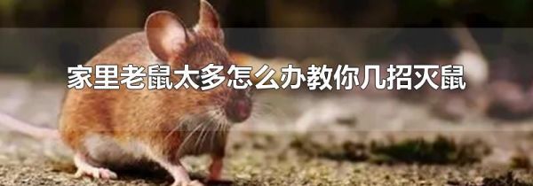 家里老鼠太多怎么办教你几招灭鼠