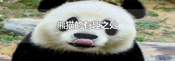 熊猫的有趣之处