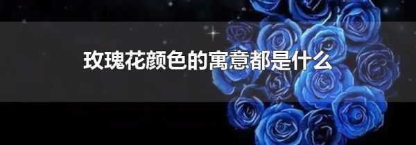 玫瑰花颜色的寓意都是什么