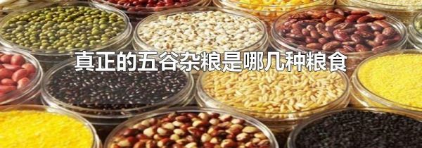 真正的五谷杂粮是哪几种粮食