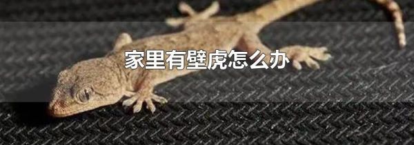 家里有壁虎怎么办