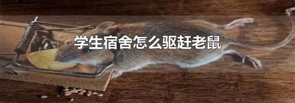 学生宿舍怎么驱赶老鼠