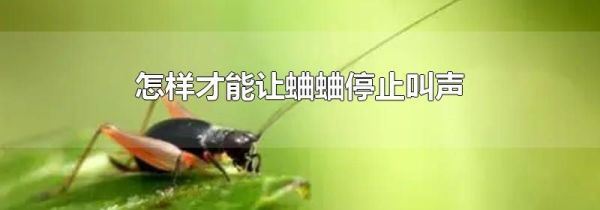 怎样才能让蛐蛐停止叫声