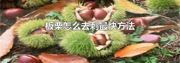 板栗怎么去刺最快方法