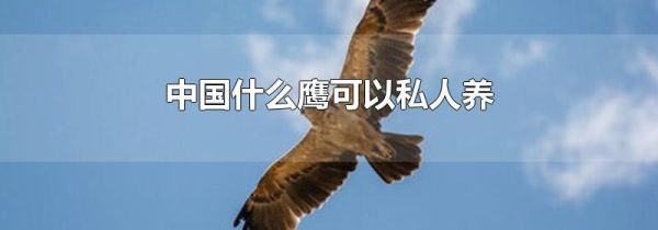 中国什么鹰可以私人养