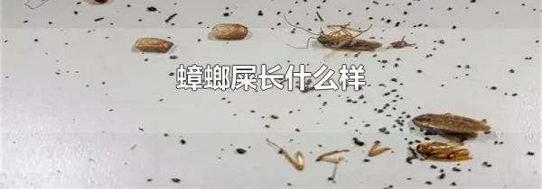 蟑螂屎长什么样