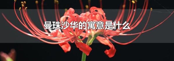 曼珠沙华的寓意是什么