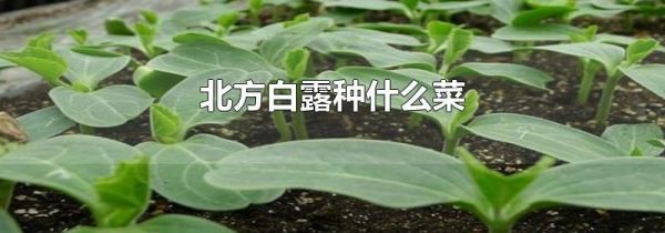北方白露种什么菜