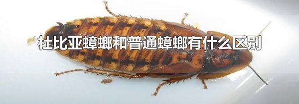 杜比亚蟑螂和普通蟑螂有什么区别